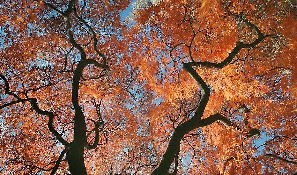 Light, Shadow and Form with Nancy Ori