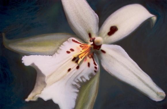 Digital Photography for the Painter or Beginner, Cape May Series, Image 3