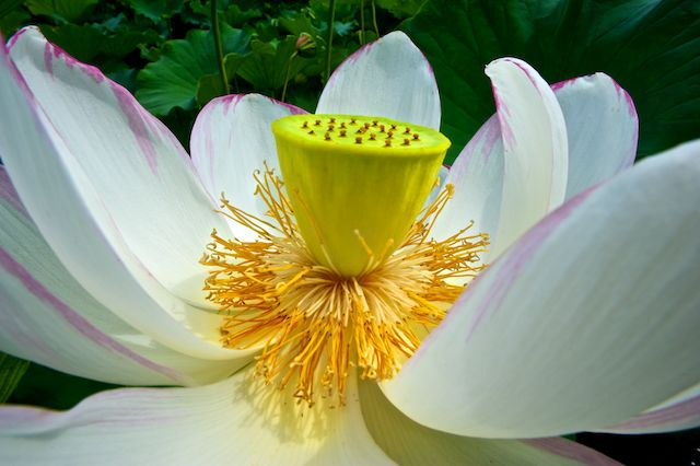 Natural Light in Cape May