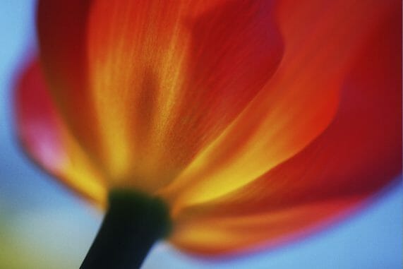 Handcoloring Your Photographs Workshop @ Grounds for Sculpture