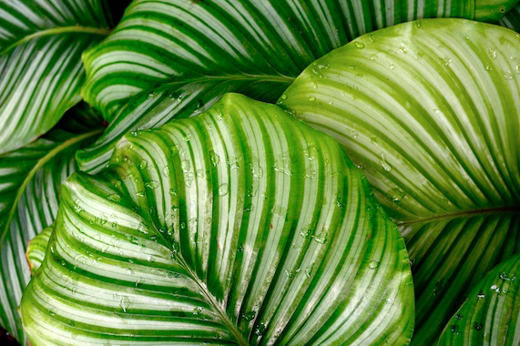 Close Up And Garden Photography